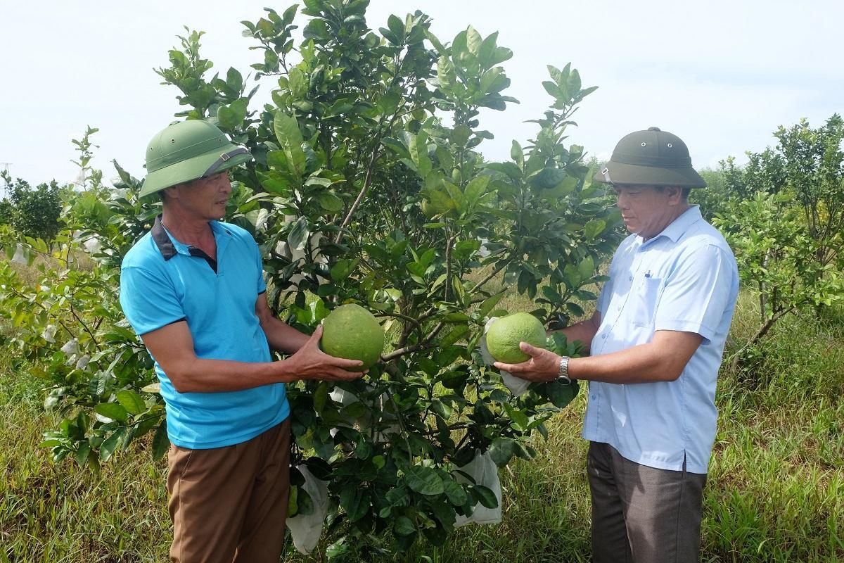 Vĩnh Thuỷ: Duy trì diện tích trồng cây ăn quả khoảng 85 ha